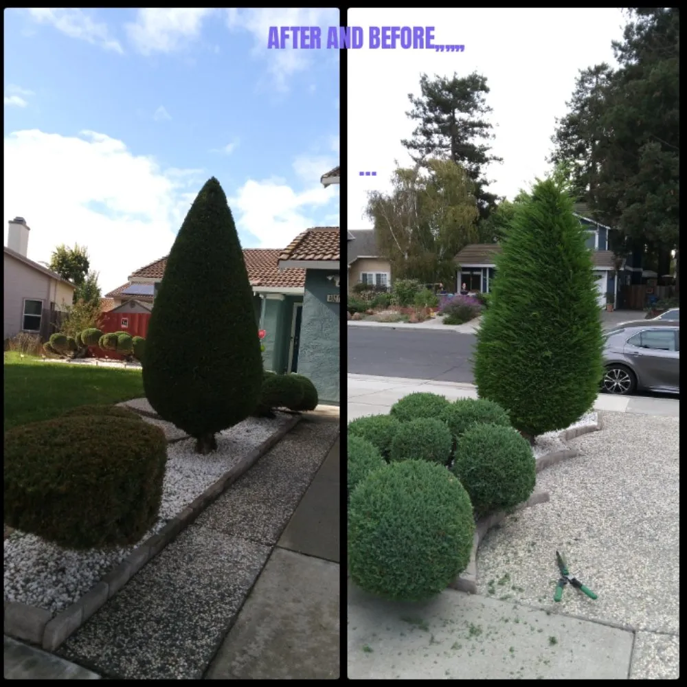 Professional yard maintenance experts serving Hayward, CA - Aregon's Maintenance And Landscaping