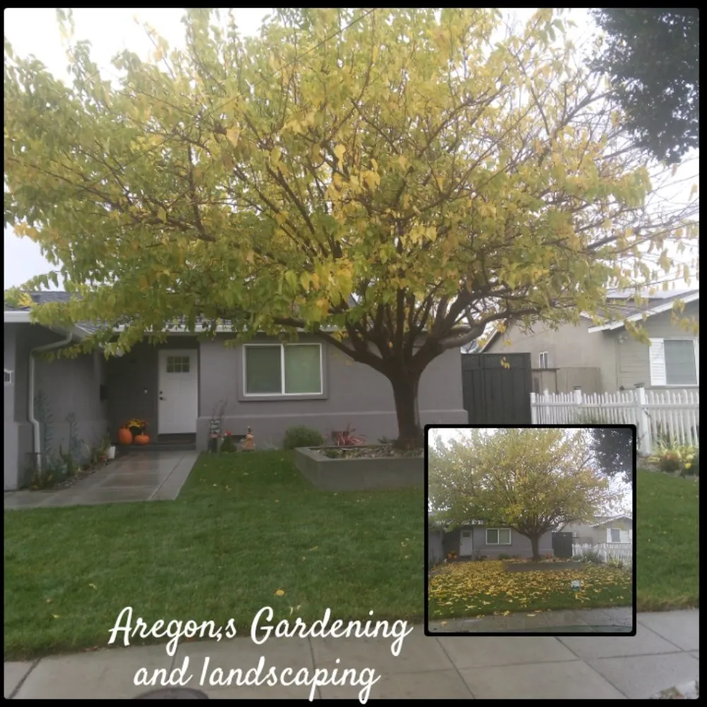 Reliable residential landscaping in Hayward, CA by Aregon's Maintenance And Landscaping