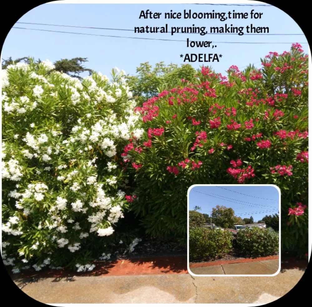 Custom lawn care service for homes across Hayward, CA - Aregon's Maintenance And Landscaping