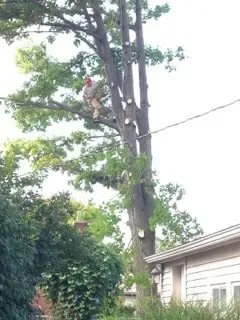 Reliable yard cleanup service for beautiful yards in Royal Oak, MI by Arelica Tree Services