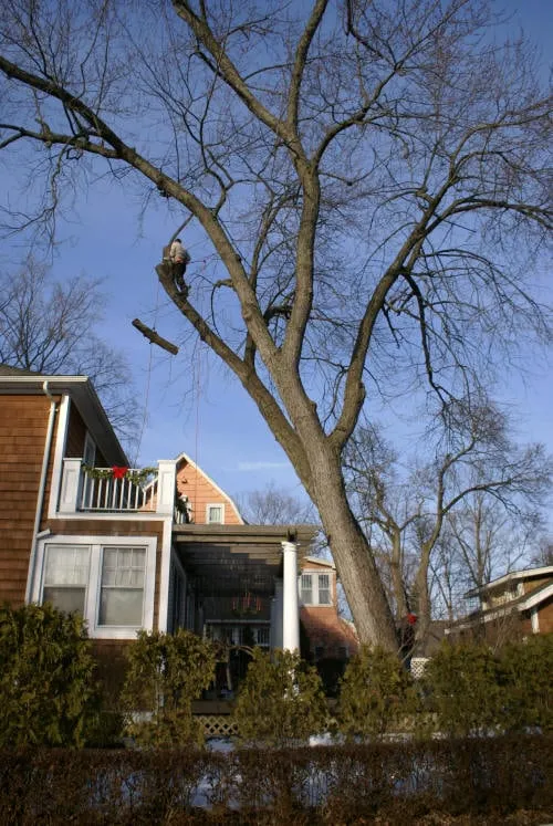 Top-rated landscaping services for residential properties in Royal Oak, MI by Arelica Tree Services