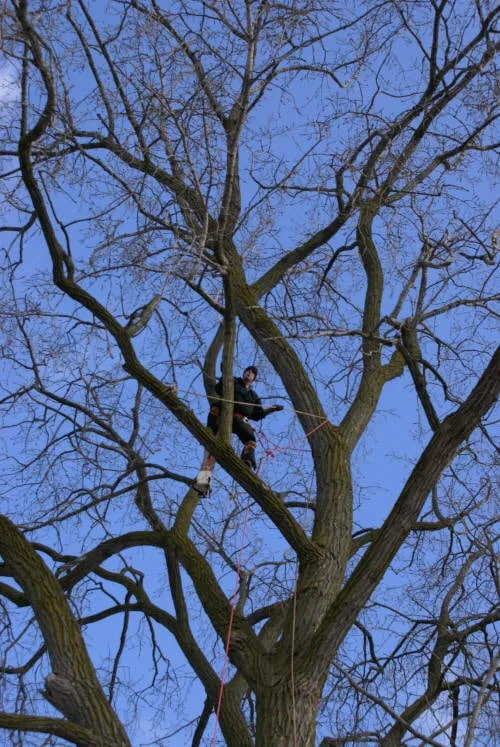 Local yard maintenance in Royal Oak, MI by Arelica Tree Services