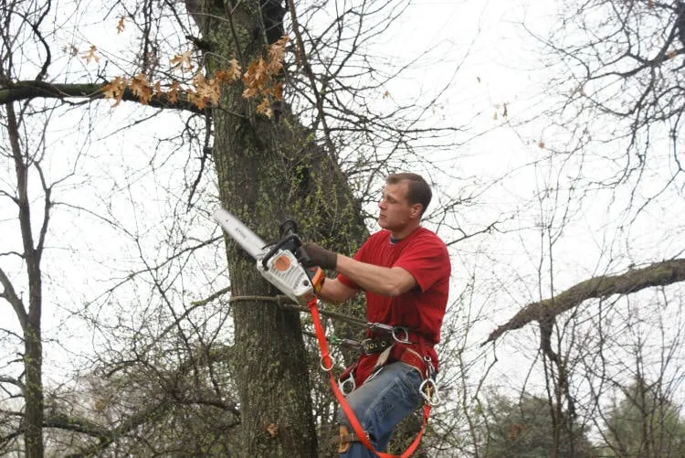 Affordable landscaping services in Royal Oak, MI - Arelica Tree Services