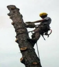 Trusted landscaping services with custom design across Royal Oak, MI - Arelica Tree Services