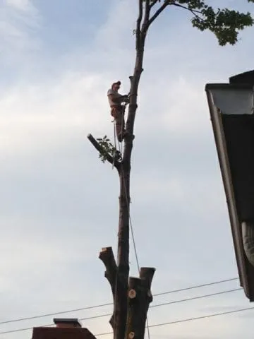 Reliable landscape design for year-round maintenance across Royal Oak, MI - Arelica Tree Services