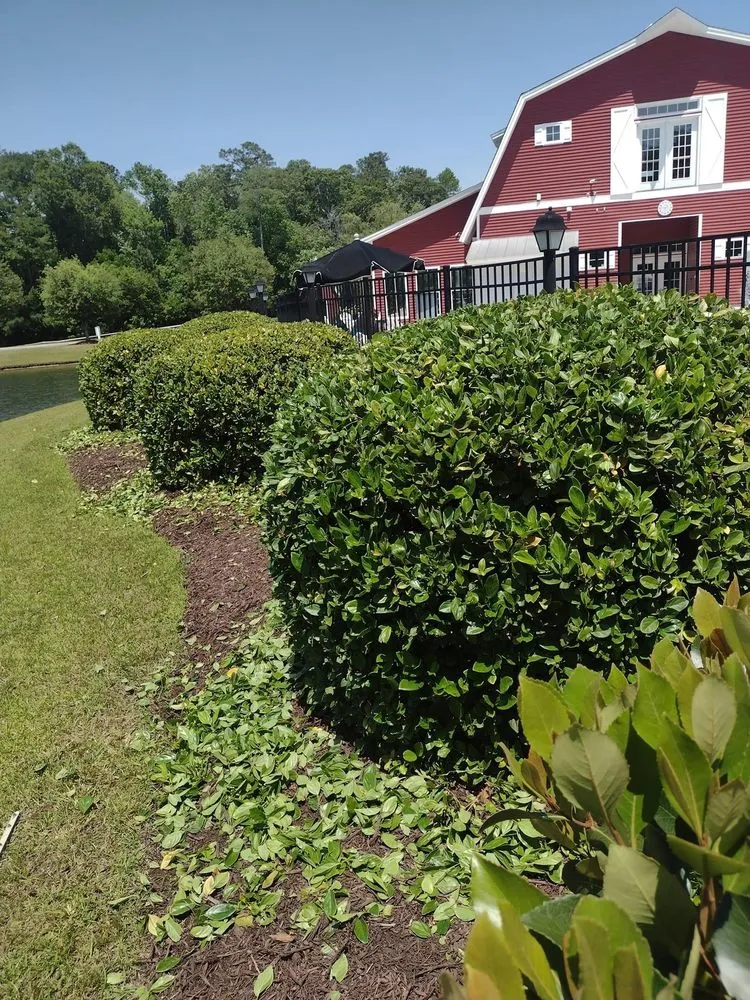 Affordable yard maintenance in Wilmington, NC by Arellanes Landscaping