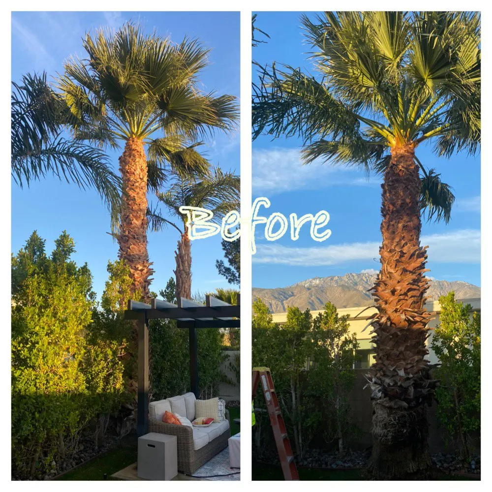 Affordable landscaping services for beautiful yards across Desert Hot Springs, CA - Arellano Gardening & Landscaping