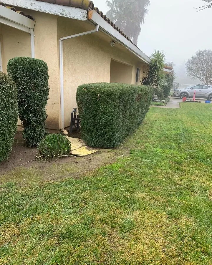 Trusted yard cleanup service in Modesto, CA - Arellanoo Landscaping