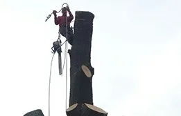 Reliable yard cleanup service for beautiful yards across Falls Church, VA - Arel's Tree Service