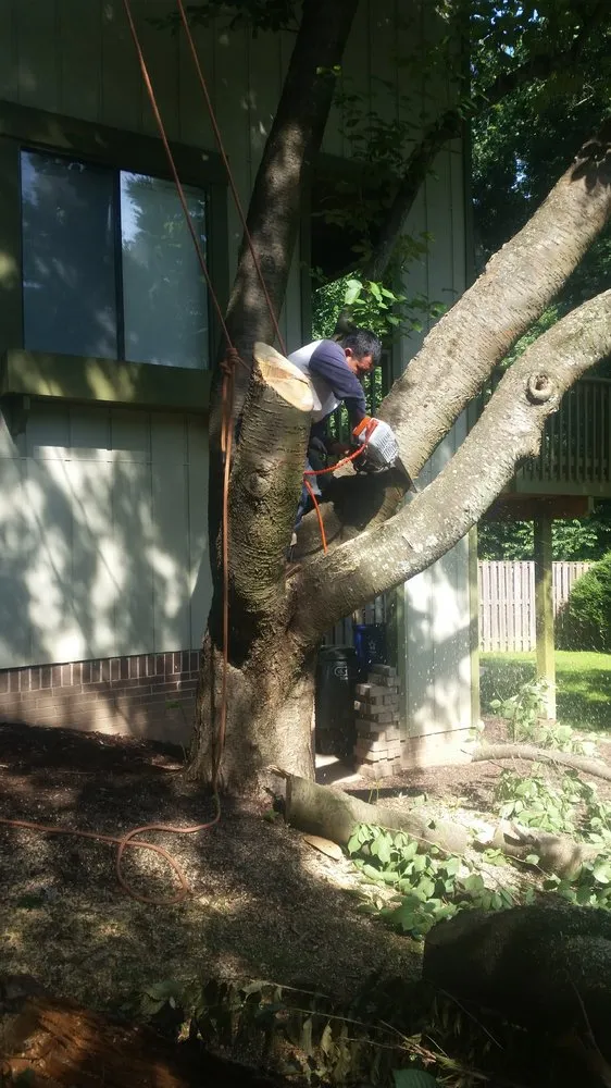 Top-rated garden landscaping with custom design in Falls Church, VA by Arel's Tree Service