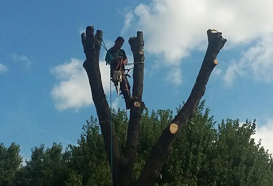 Professional yard cleanup service in Falls Church, VA by Arel's Tree Service