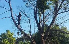 Professional outdoor landscaping in Falls Church, VA by Arel's Tree Service