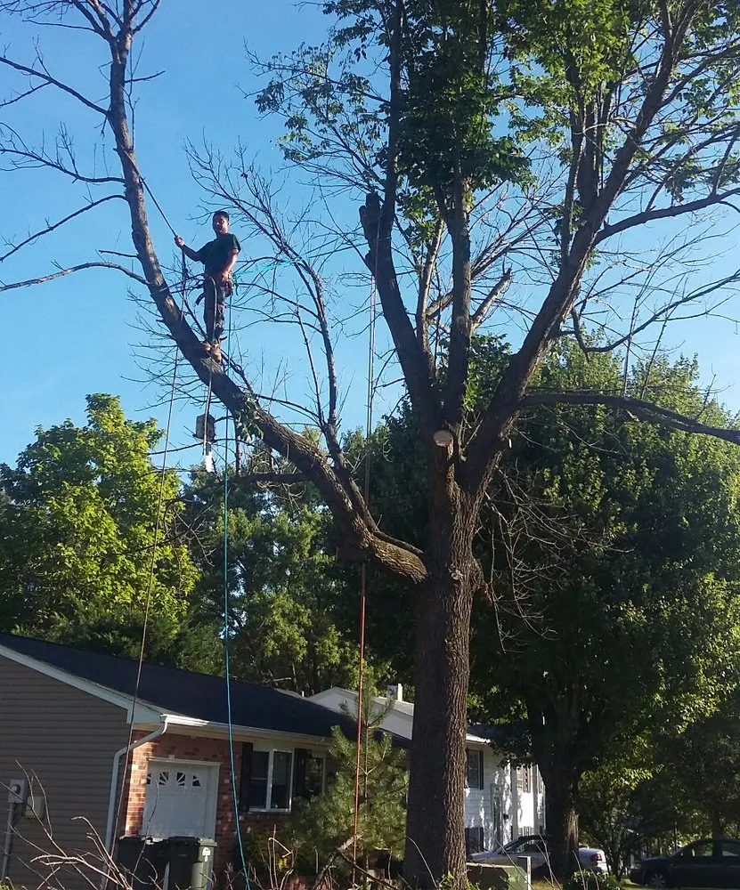 Top-rated lawn mowing service in Falls Church, VA by Arel's Tree Service