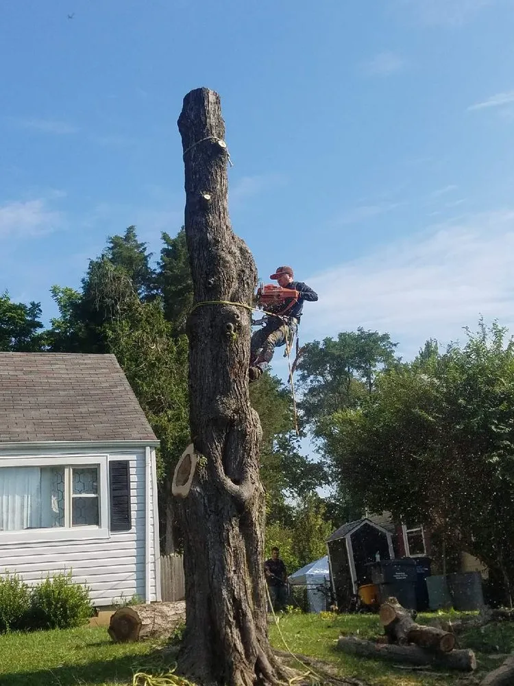 Affordable yard maintenance with custom design in Falls Church, VA by Arel's Tree Service