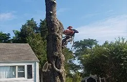 Expert yard cleanup service in Falls Church, VA - Arel's Tree Service