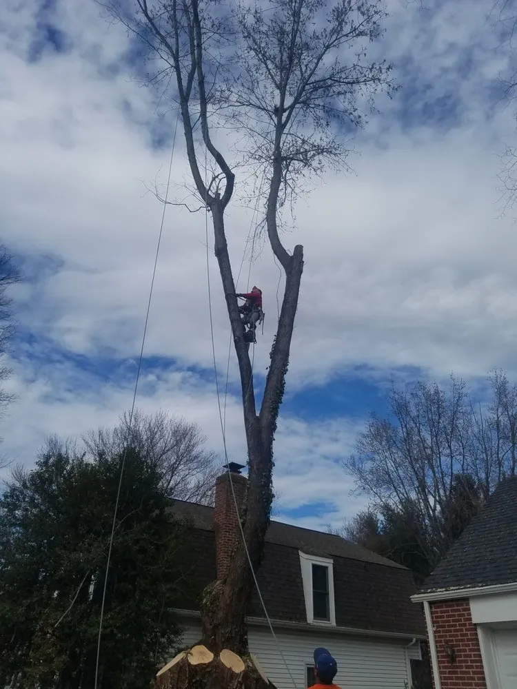 Trusted yard maintenance for beautiful yards across Falls Church, VA - Arel's Tree Service