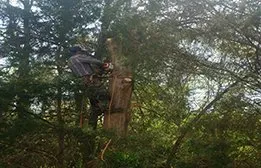 Local residential landscaping in Falls Church, VA - Arel's Tree Service