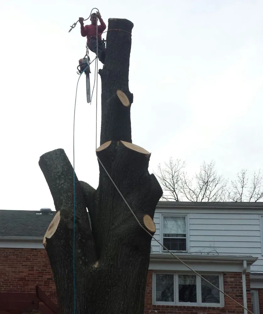 Top-rated outdoor landscaping in Falls Church, VA by Arel's Tree Service