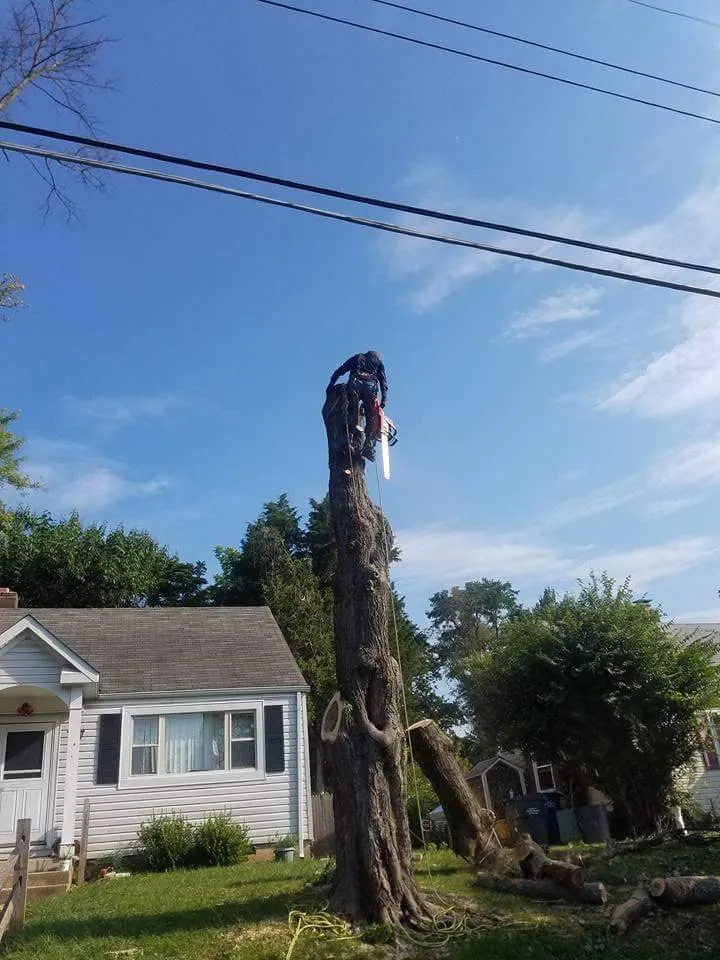 Trusted yard cleanup service for homes in Falls Church, VA by Arel's Tree Service