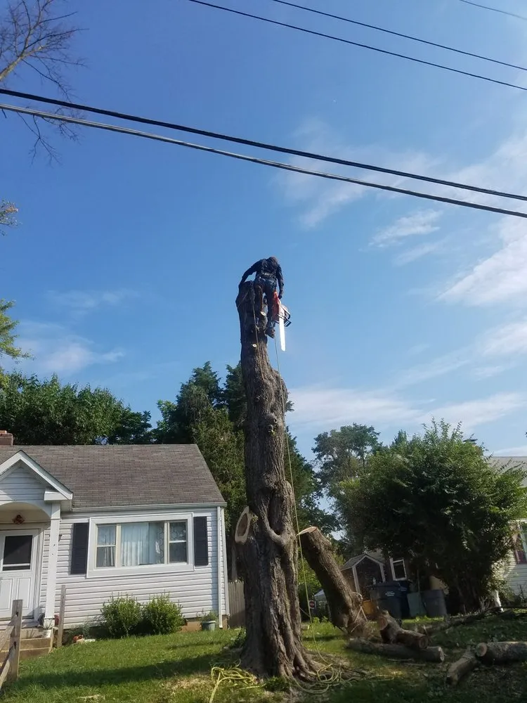 Top-rated lawn care service for homes in Falls Church, VA by Arel's Tree Service