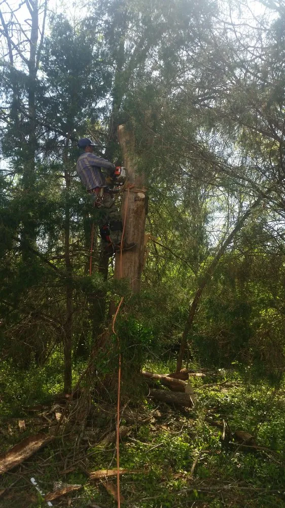 Local lawn care service for outdoor upgrades in Falls Church, VA by Arel's Tree Service