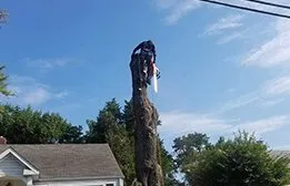 Expert landscape design in Falls Church, VA by Arel's Tree Service