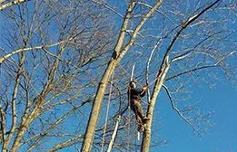 Reliable residential landscaping in Falls Church, VA - Arel's Tree Service