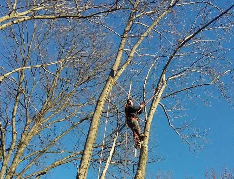 Affordable outdoor landscaping for residential properties across Falls Church, VA - Arel's Tree Service