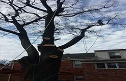 Reliable landscaping services for homes across Falls Church, VA - Arel's Tree Service