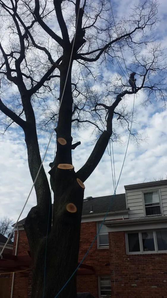 Professional garden landscaping in Falls Church, VA by Arel's Tree Service