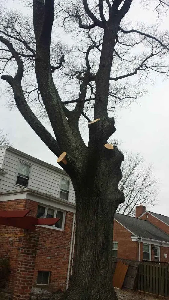 Expert outdoor landscaping in Falls Church, VA - Arel's Tree Service