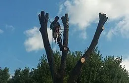 Professional landscaping services in Falls Church, VA - Arel's Tree Service