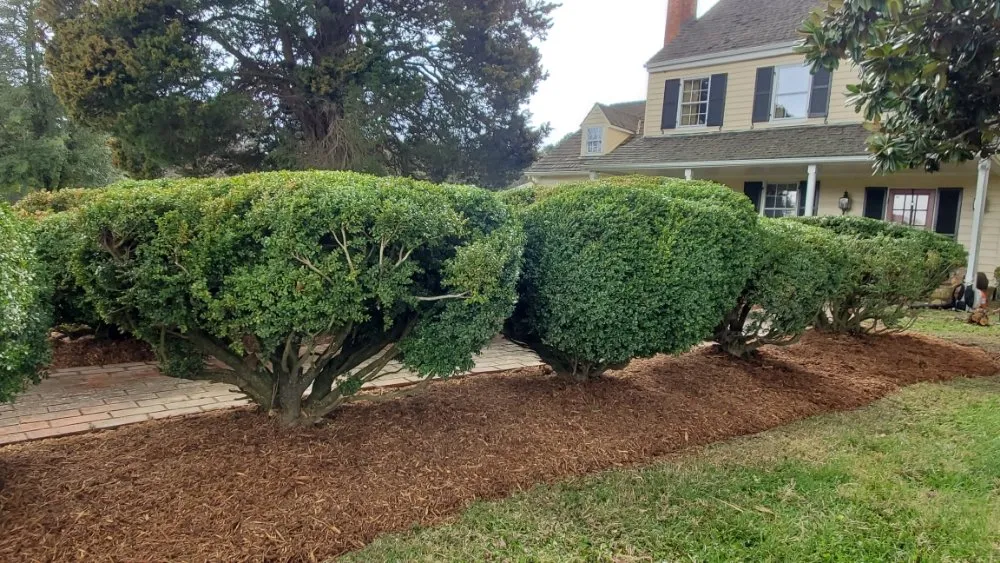 Local lawn mowing service experts serving Hyattsville, MD - Arely's All Construction