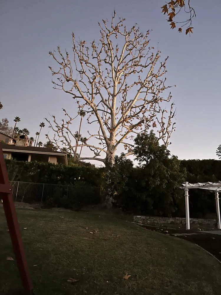 Reliable yard cleanup service in Fontana, CA - Arenas Landscape