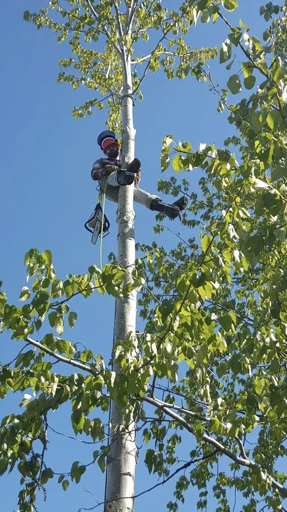 Reliable lawn care service for outdoor upgrades across Anchorage, AK - Arete Alaska