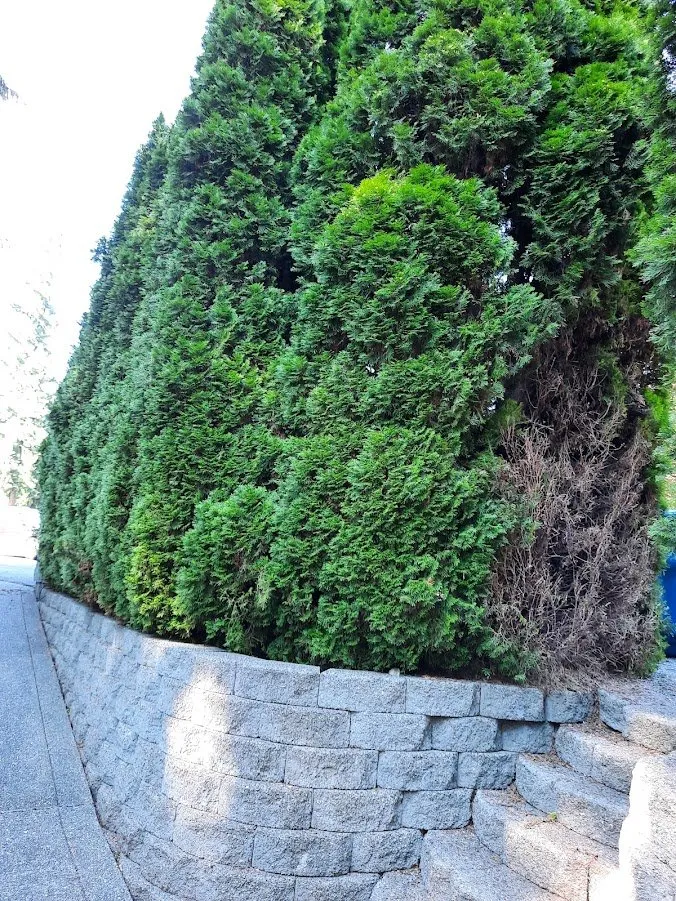 Expert lawn care service for outdoor upgrades across Tacoma, WA - Arete Lawn Care