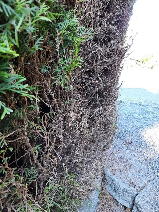 Custom outdoor landscaping for outdoor upgrades across Tacoma, WA - Arete Lawn Care