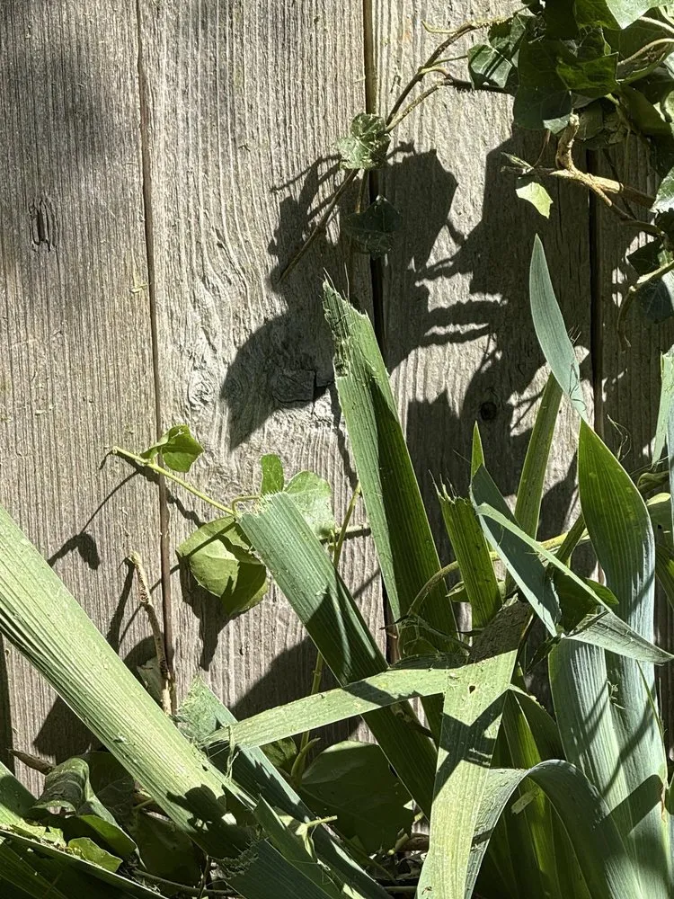 Reliable landscape installation experts serving Tacoma, WA - Arete Lawn Care