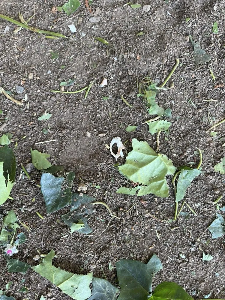 Affordable landscape design experts serving Tacoma, WA - Arete Lawn Care