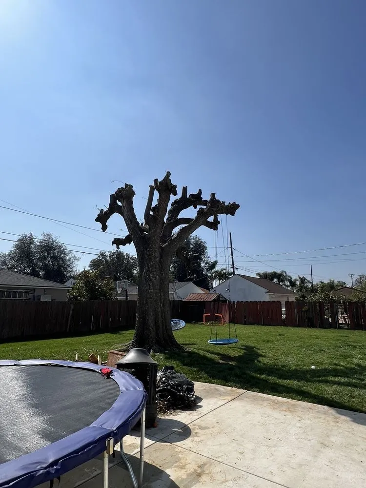 Local landscape design experts serving Fontana, CA - Arevalo Tree Service and Landscape