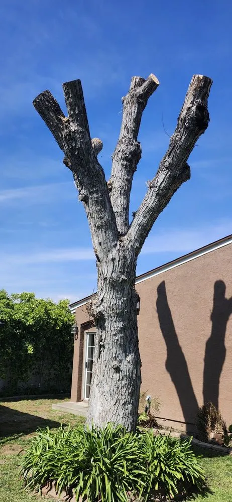 Expert garden landscaping for residential properties across Fontana, CA - Arevalo Tree Service and Landscape