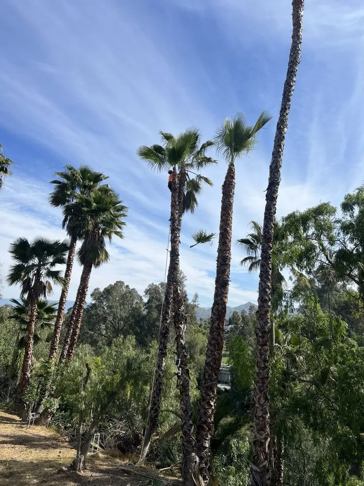 Professional landscaping services in Fontana, CA - Arevalo Tree Service and Landscape