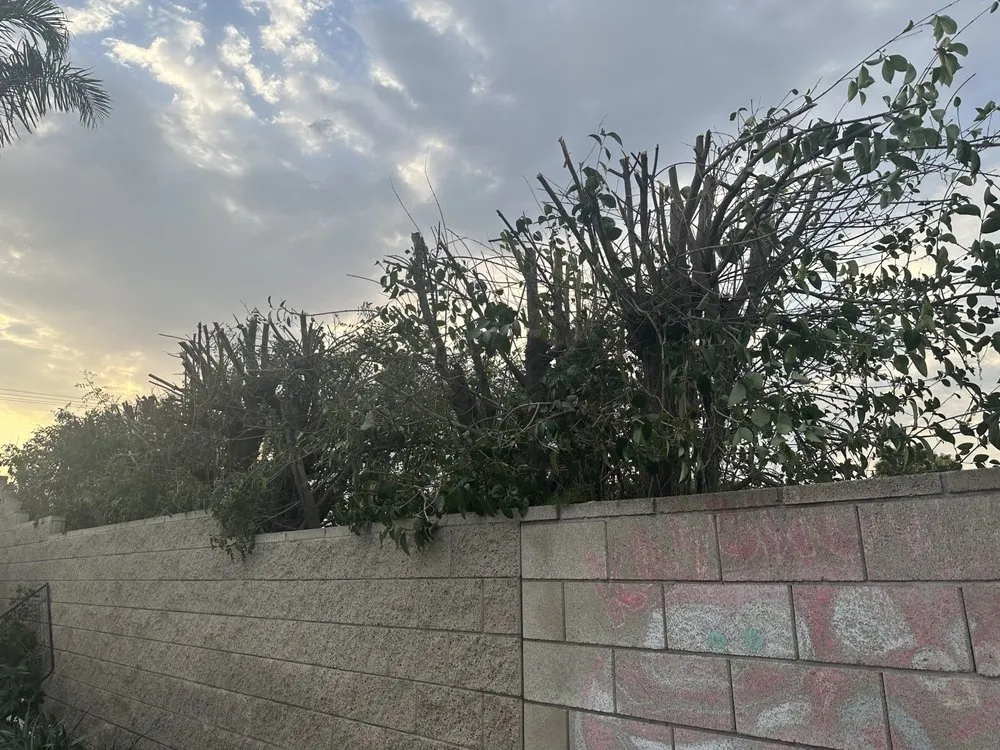 Trusted landscape design for beautiful yards in Fontana, CA by Arevalo Tree Service and Landscape