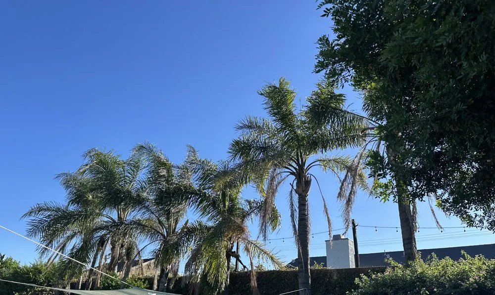 Expert landscape design in Fontana, CA - Arevalo Tree Service and Landscape