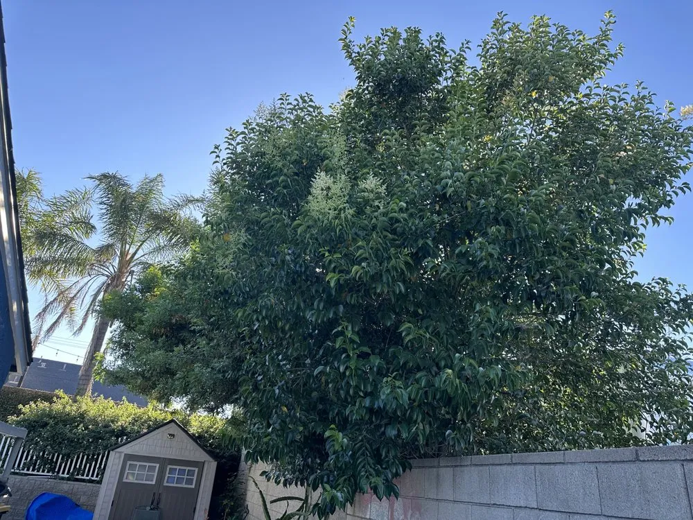 Local lawn mowing service with custom design in Fontana, CA by Arevalo Tree Service and Landscape