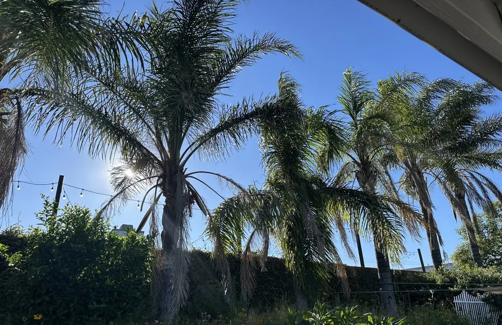 Professional outdoor landscaping in Fontana, CA - Arevalo Tree Service and Landscape