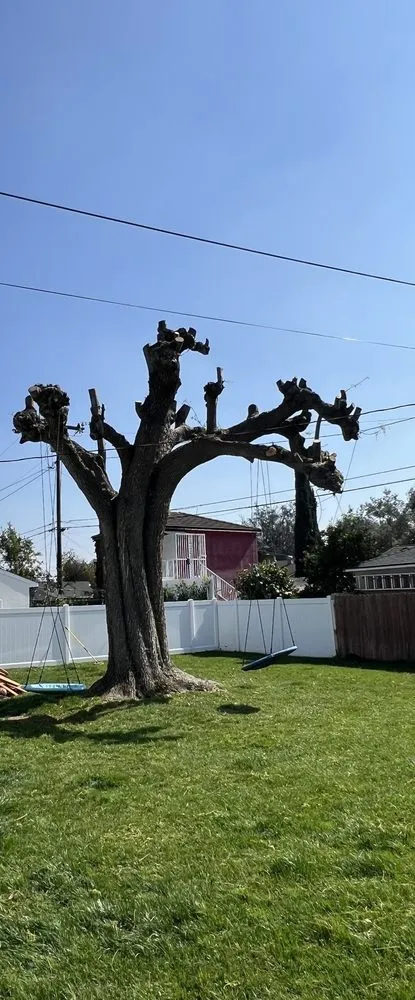 Local landscaping services in Fontana, CA by Arevalo Tree Service and Landscape