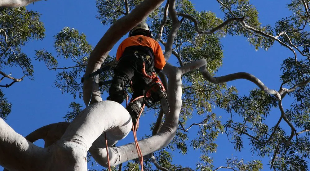 Professional yard cleanup service for residential properties across Perth Amboy, NJ - Arevalo tree services & landscaping