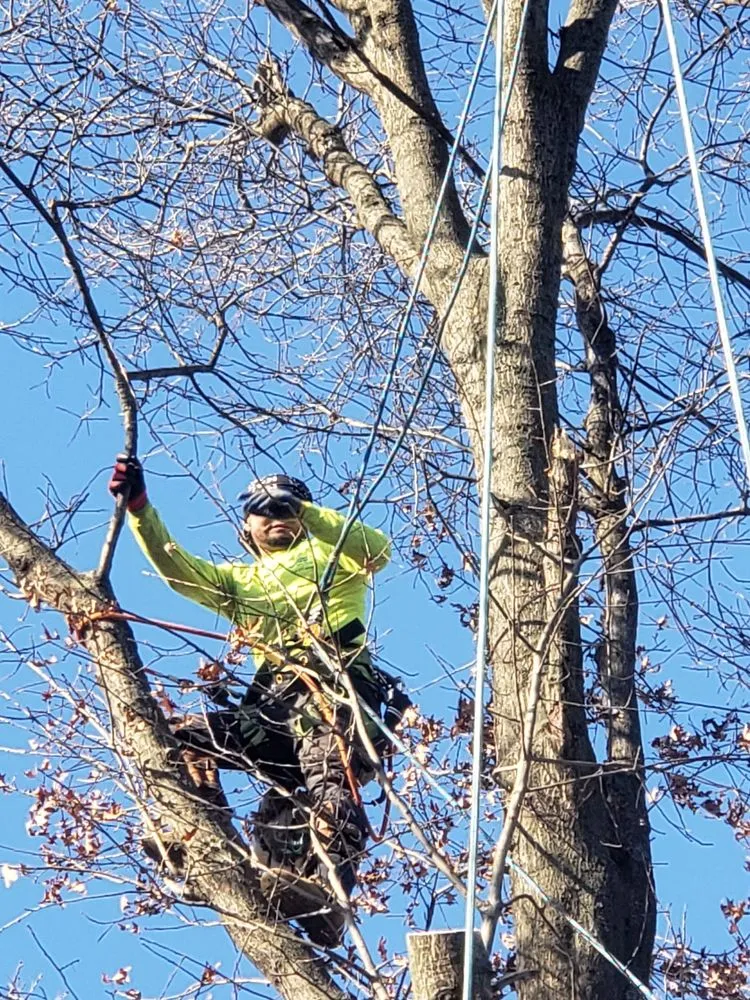 Reliable residential landscaping in Perth Amboy, NJ by Arevalo tree services & landscaping