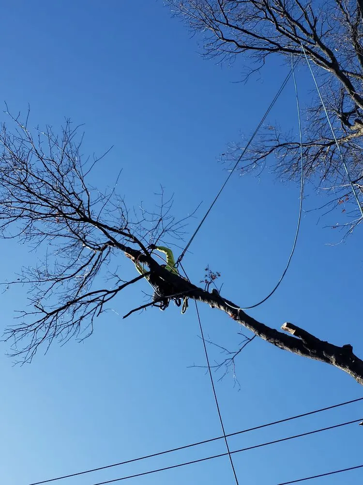 Affordable landscape design experts serving Perth Amboy, NJ - Arevalo tree services & landscaping